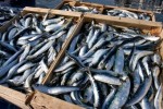 ALLARME PESCE AZZURRO
